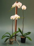 Orchid Phaelaenopsis Standard White