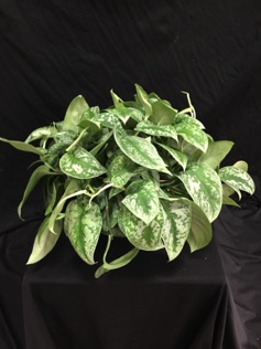 8" Philodendron Satin